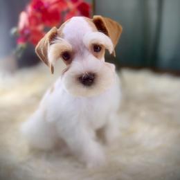 Lucy - Wheaten female Miniature Schnauzer puppy in Overton, Texas from Beards & Bows Schnauzer Farm
