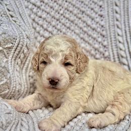 Leonardo - Parti male Goldendoodle puppy in Stockton, California from Port City Doodles