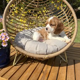 Cavalier King Charles Spaniel Puppies from Ohana Cavalier King Charles Spaniels