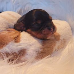 Chocolate Bliss Boy - Black and tan Cavalier King Charles Spaniel puppy in Castorland, New York from Faithful Friends Cavaliers