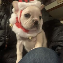 Boston Terrier and French Bulldog Puppies from High Plains