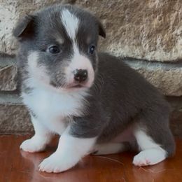 TEAL - Blue male Pembroke Welsh Corgi puppy in Guilford, Indiana from Manning Family Farm