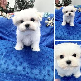 Gorgeous George - White male Maltese puppy in Phoenix, Arizona from Bella Dolce Maltese