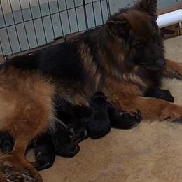 Female full registration - Black and red female German Shepherd puppy in Winchester, Kentucky from Drache Feld