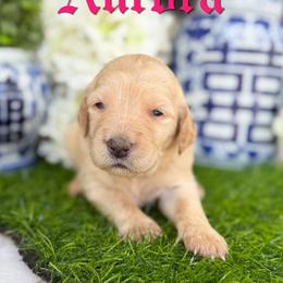 Aurora - Parti female Goldendoodle puppy in Greenville, North Carolina from ENC Goldendoodles