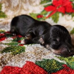 Beaudy - Black and cream male Dachshund puppy in Anaconda, Montana from Williams Family Dachshunds