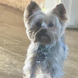 Pepper - Yorkshire Terrier