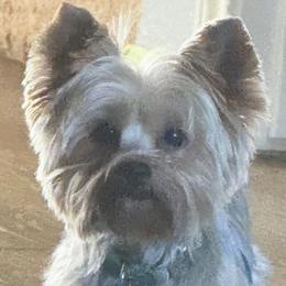 Pepper - Yorkshire Terrier