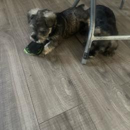 Girl 5 - Salt and pepper Miniature Schnauzer puppy in Upland, California from Rising Minis of Upland