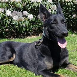 Belgian Malinois and Dutch Shepherds from Allpurposek-9