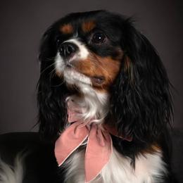 Darcy - Cavalier King Charles Spaniel