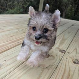 Rare Beacon - Merle male Morkie puppy in Barren Springs, Virginia from Seeking Shalom Acres Maltese, Maltipoos & Havamalts