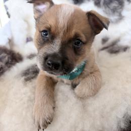 Hereford - Red speckled male Australian Cattle Dog puppy in Pierpont, Ohio from Spotted Ewe ACDs