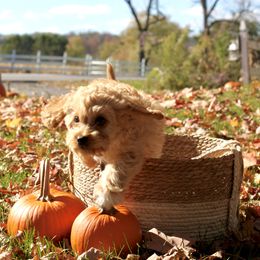 Cavapoo Puppies from Campbell Cavapoos