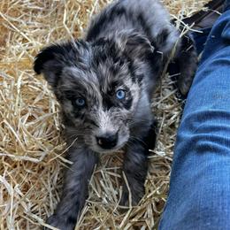 Frost - Blue merle male Australian Shepherd puppy in Piedmont, Oklahoma from HeartDriven Aussies