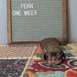 Fern - Chocolate and tan female Dachshund puppy in Indianapolis, Indiana from Englehaus Dachshunds