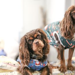 "Chocolates" Cavalier King Charles Spaniel Puppies from West Coast Cavaliers