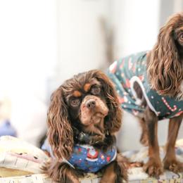 "Chocolates" Cavalier King Charles Spaniel Puppies from West Coast Cavaliers