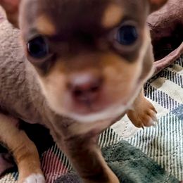 Eloise - Chocolate blue female Chihuahua puppy in Leominster, Massachusetts from House of Lil  Paw