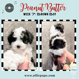 Peanut Butter - Tri-color male Bernedoodle puppy in Boiling Springs, South Carolina from OlliePups, LLC
