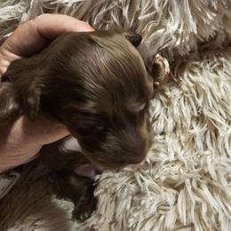 Abby - Chocolate female Dachshund puppy in Strong, Arkansas from Dachshunds R Us