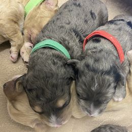 Sheepadoodle Puppies from Sarah Pearl’s Mini Sheepadoodles