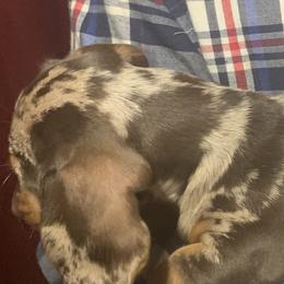 Dachshund Puppies from Rich’s beautiful dachshunds