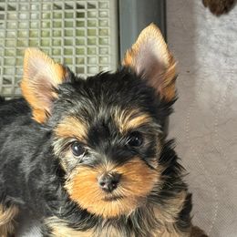 Yorkshire Terriers from Maria Rodriguez