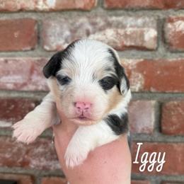 Iggy - Fluffy Bluie Merle - Blue merle and white male American Corgi puppy in Anderson, California from Flying K Corgis