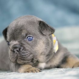 Sunny - Tricolors female French Bulldog puppy in Punta Gorda, Florida from Mingan French Bulldog