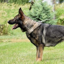 Finn - German Shepherd