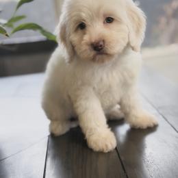 Dutton - Caramel ice male Australian Labradoodle puppy in Covington, Louisiana from Bayou Doodles