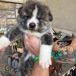 Boy 2 - Brindle male Japanese Akitainu puppy in Payson, Utah from Havoc Akitas