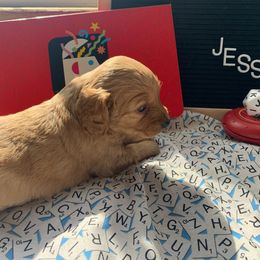 Cockapoo Puppies from Country J Canines