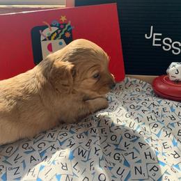 Cockapoo Puppies from Country J Canines