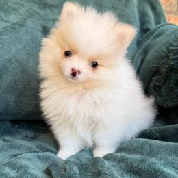 Tinker - Cream parti female Pomeranian puppy in San Jacinto, California from Savvypomeranians