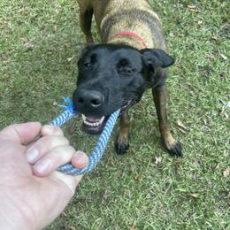 Belgian Malinois and xDutch Shepherd All Grown Up from Alliance K9