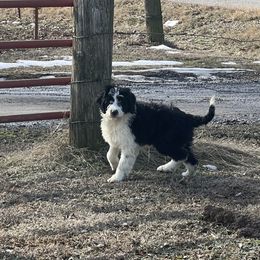 Comet - Aussiedoodle puppy from Lazy S Aussies