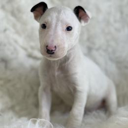 Bull Terrier and Poodle Puppies from The Dynasty