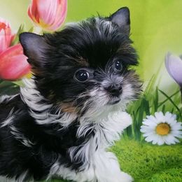 Cabo - Yorkshire Terrier