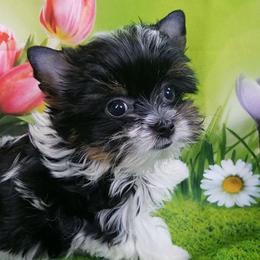 Cabo - Yorkshire Terrier