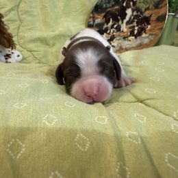 Jim - Liver and white male English Springer Spaniel puppy in Cookeville, Tennessee from AVE Springer Spaniels