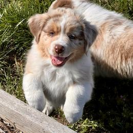 Australian Shepherd All Grown Up from Cobler Farms