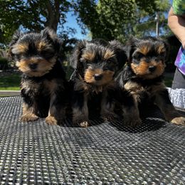 Yorkshire Terrier Puppies from Lisa’s Little Yorkies