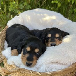 Dachshund Puppies from Slinky Dachshund