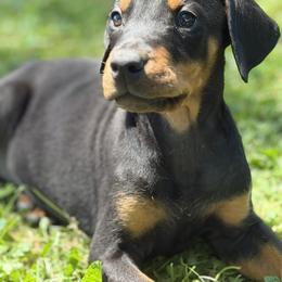 Dior - Black and rust female Doberman Pinscher puppy in Winchester, Ohio from 32 Farms