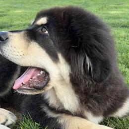 Tibetan Mastiffs from Stone Tibetan Mastiffs