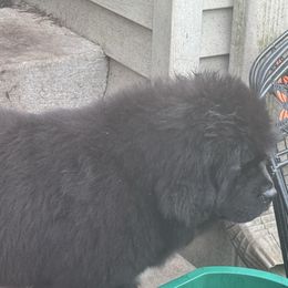 Boy - Black male Newfoundland puppy in St Cloud, Minnesota from BurningEmbers