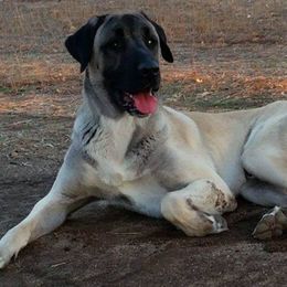 Turkish Boz Shepherds from Van Buskirk Boz