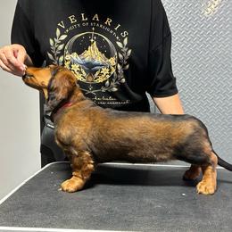 Pink - Red female Dachshund puppy in Hemet, California from Rare Treat Dachshunds